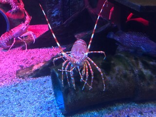 crab in aquarium