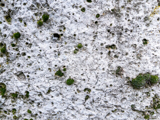 Moss covered stone wall texture as background natural pattern design element