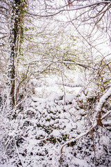 Forest landscape under the snow in the Lot in France
