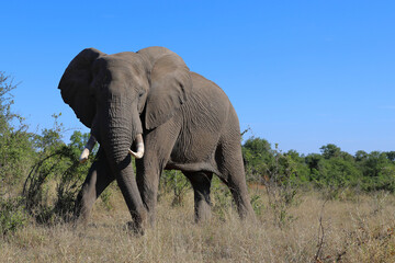 Obraz premium Afrikanischer Elefant / African elephant / Loxodonta africana