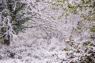 Fototapeta premium Forest landscape under the snow in the Lot in France