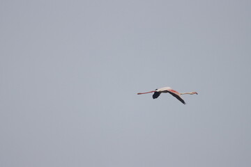 This breathtaking image captures a flamingo in its natural habitat at Bhigwan, Maharashtra, a renowned birdwatching destination. With its elegant long legs, curved neck, and striking pink feathers, 