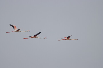 This breathtaking image captures a flamingo in its natural habitat at Bhigwan, Maharashtra, a...