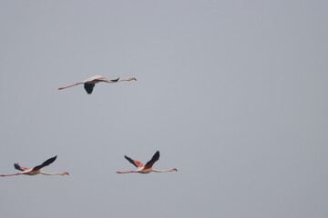 This breathtaking image captures a flamingo in its natural habitat at Bhigwan, Maharashtra, a renowned birdwatching destination. With its elegant long legs, curved neck, and striking pink feathers, 