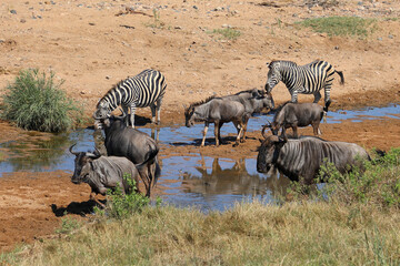 Streifengnu und Steppenzebra / Blue wildebeest and Burchell's zebra/ Connochaetes taurinus et Equus...