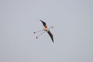 Obraz premium This breathtaking image captures a flamingo in its natural habitat at Bhigwan, Maharashtra, a renowned birdwatching destination. With its elegant long legs, curved neck, and striking pink feathers, th