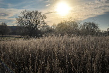 Fototapeta premium Dried field on a cold frosty morning and a beautiful sunrise in england uk
