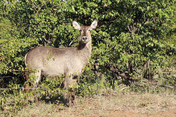 Wasserbock / Waterbuck / Kobus ellipsiprymnus