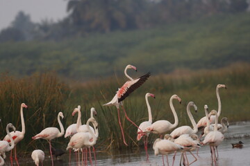 This breathtaking image captures a flamingo in its natural habitat at Bhigwan, Maharashtra, a...