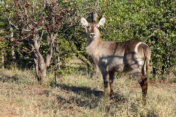 Wasserbock / Waterbuck / Kobus ellipsiprymnus