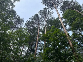 Fototapeta premium trees in the forest
