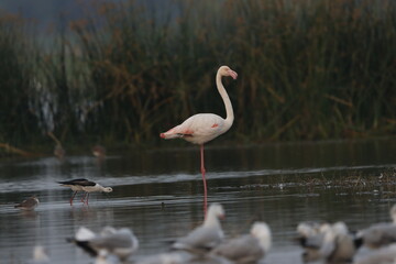 This breathtaking image captures a flamingo in its natural habitat at Bhigwan, Maharashtra, a renowned birdwatching destination. With its elegant long legs, curved neck, and striking pink feathers, th