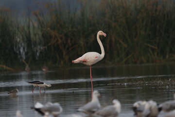 This breathtaking image captures a flamingo in its natural habitat at Bhigwan, Maharashtra, a renowned birdwatching destination. With its elegant long legs, curved neck, and striking pink feathers, th