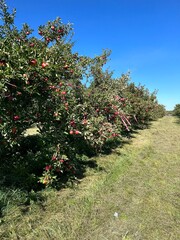 apple orchard in spring
