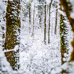 Forest landscape under the snow in the Lot in France