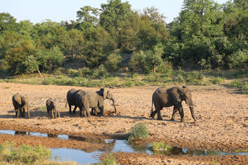 Afrikanischer Elefant / African elephant / Loxodonta africana