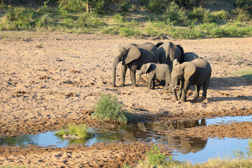 Obraz premium Afrikanischer Elefant / African elephant / Loxodonta africana