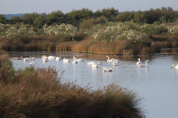 Bassin d'Arcachon paysage en hiver, réserve du Teich,  Gironde France