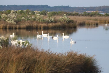 Bassin d'Arcachon paysage en hiver, réserve du Teich,  Gironde France