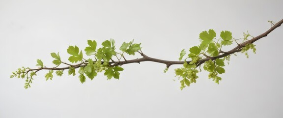 Single grapevine branch isolated on white background with tiny leaves and delicate grapes,  closeup,  foliage