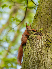 Red squirrel close up on tree city park on blurred background.