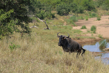 Streifengnu / Blue wildebeest / Connochaetes taurinus