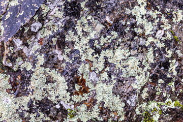 Rock face for backgrounds from Lake Catherine State Park in Arkansas.