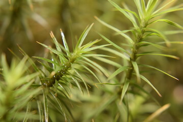 Macro Close-Up of Spiky Green Moss with Vibrant Needles in a Forest Setting