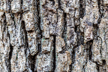 Tree bark background from a hardwood tree at Lake Catherine State Park in Arkansas.