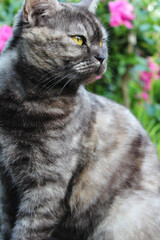 Beautiful Marble Cat with Yellow Eyes in a Blooming Garden
