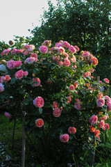 Romantic Garden with Roses in Full Bloom