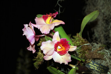 Blooming colorful orchid flowers