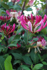 Close-up of Vibrant Pink and White Honeysuckle Blossoms