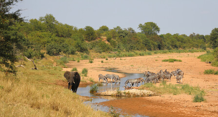 Afrikanischer Elefant und Steppenzebra im Tsendze River/ African elephant  and Burchell's zebra in...