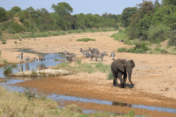 Afrikanischer Elefant und Steppenzebra im Tsendze River/ African elephant  and Burchell's zebra in...