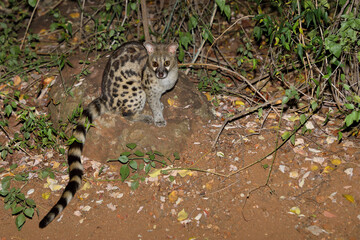 Südliche Großfleck-Ginsterkatze / South African large-spotted genet / Genetta tigrina