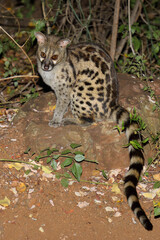 Südliche Großfleck-Ginsterkatze / South African large-spotted genet / Genetta tigrina
