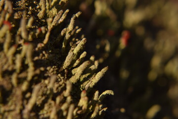 Macro Photo of Red-Tipped Lichen Stalks Amid Green Moss in a Natural Habitat