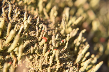 Macro Photo of Red-Tipped Lichen Stalks Amid Green Moss in a Natural Habitat