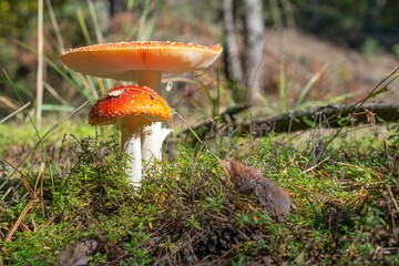 photo of Amanita muscaria on a sunny day