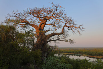Afrikanischer Busch - Krügerpark - Pioneer Dam / African Bush - Kruger Park - Pioneer Dam /