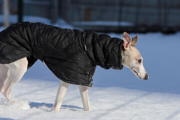 Dog in a black jacket in the snow