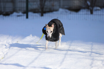 Dog in a black jacket in the snow