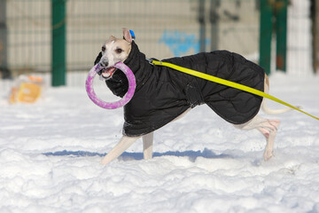Dog play in the snow