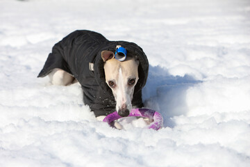 Dog play in the snow