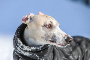 Portrait of a dog in the snow