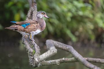 Photo of a Female Wood Duck on tree brunch in natural parkland.