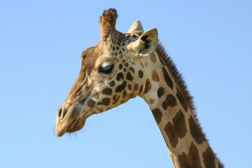 The head of a giraffe against a clear blue sky