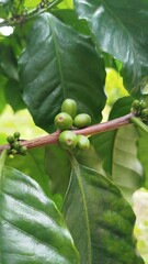 grão de café verde - coffee bean