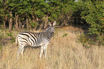 Obraz premium Steppenzebra / Burchell's zebra / Equus quagga burchellii
